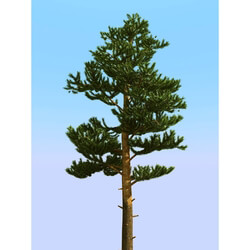 3dMentor HQPlants-02 (098) pine 2 