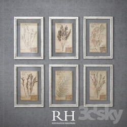 Frame - RH - 19th C. Framed Herbariums 