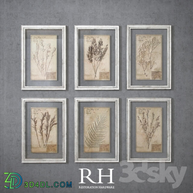 Frame - RH - 19th C. Framed Herbariums