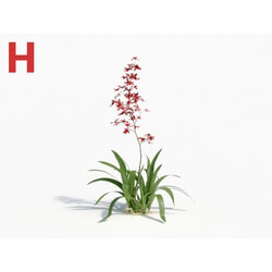Maxtree-Plants Vol08 Orchid Oncidium Wine 02 