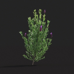 Maxtree-Plants Vol20 Lavandula stoechas 01 03 
