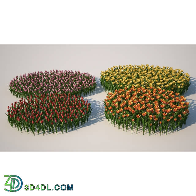 3dMentor HQFlowers2 tulips flowerbed (03)