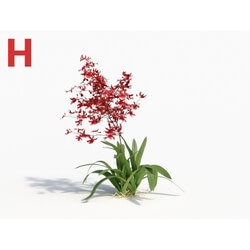 Maxtree-Plants Vol08 Orchid Oncidium Wine 03 