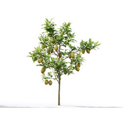 Maxtree-Plants Vol19 Citrus limon 01 03 