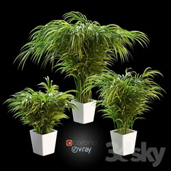 Plant - Palm tree in a pot. 3 models 