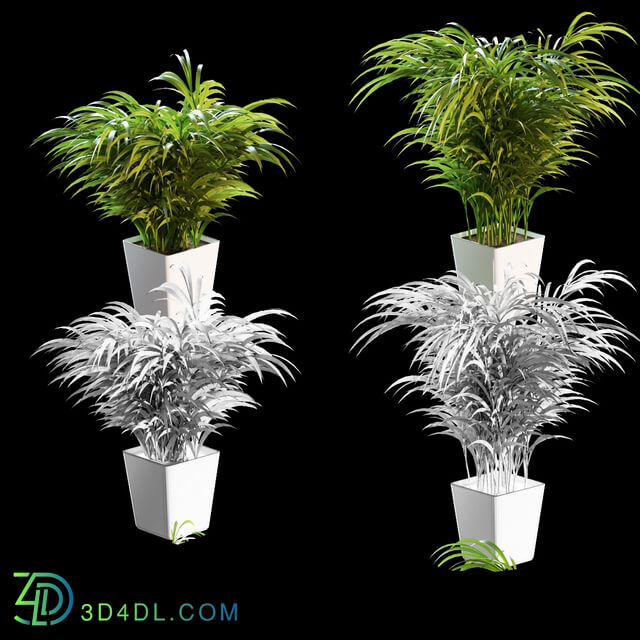 Plant - Palm tree in a pot. 3 models