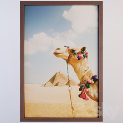 Frame - Camel In The Desert By Grant Faint 