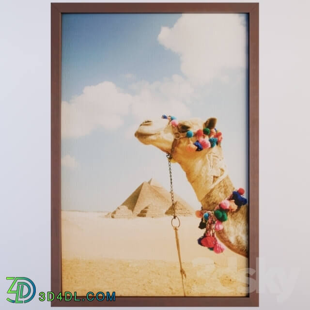 Frame - Camel In The Desert By Grant Faint