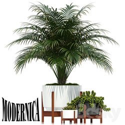 Plant - Plants collection 68 Modernica pots 