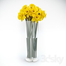 Plant - Tubular daffodil 