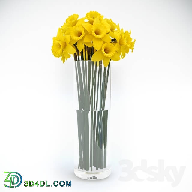 Plant - Tubular daffodil