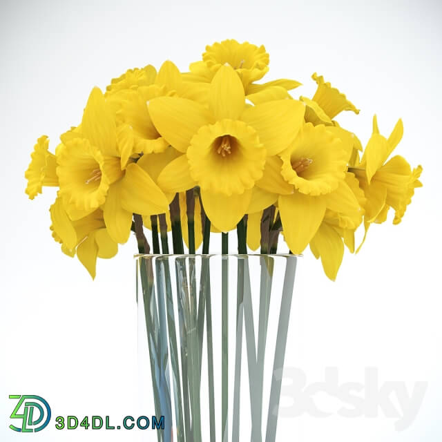 Plant - Tubular daffodil