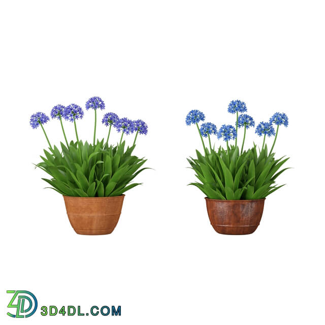 3dMentor HQFlowers3 Agapantus (01)