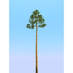 3dMentor HQPlants-02 (100) pine 4 