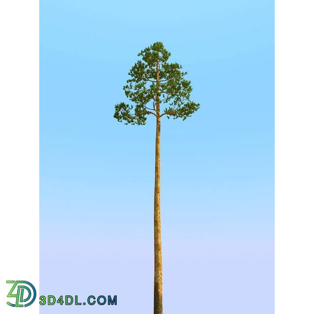 3dMentor HQPlants-02 (100) pine 4