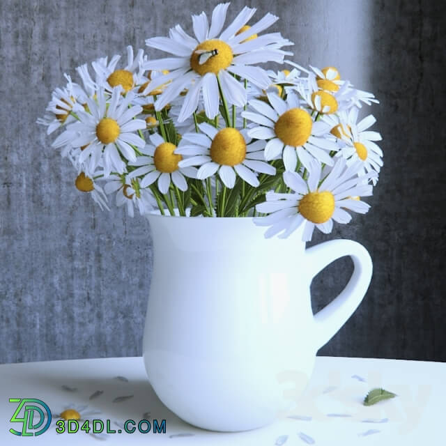 Plant - Bouquet of daisies