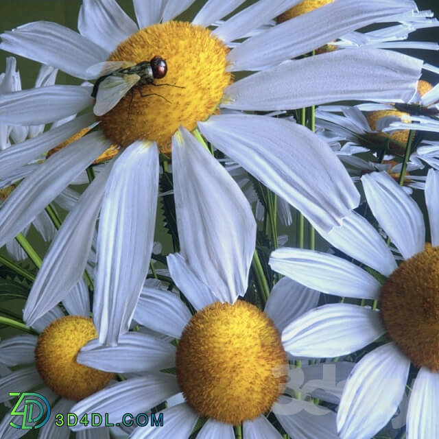 Plant - Bouquet of daisies