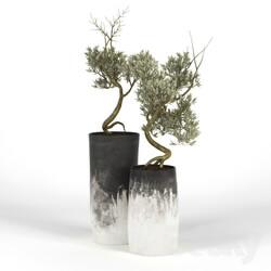Plant - Olive_Tree_III 