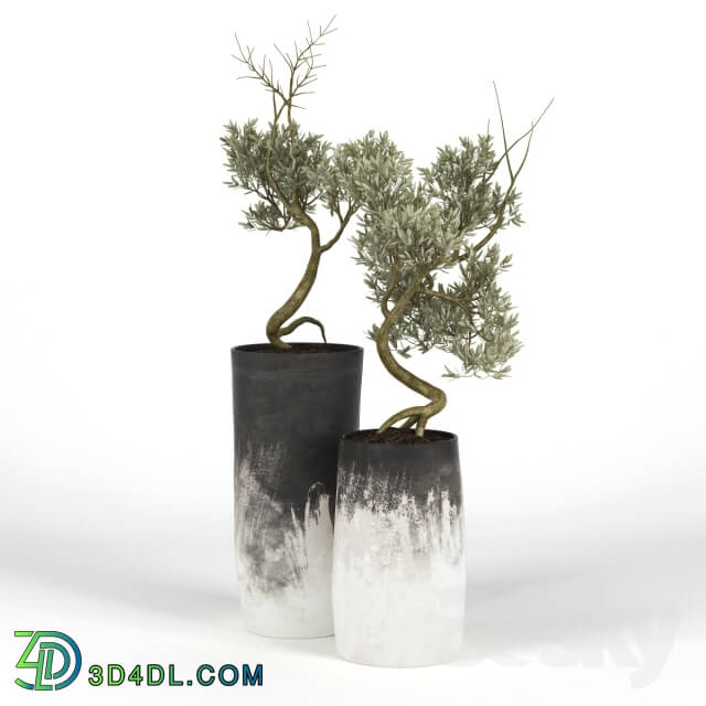 Plant - Olive_Tree_III