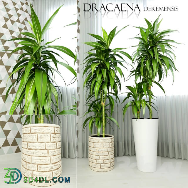 Plant - Dracaena deremensis warnakii ulysses