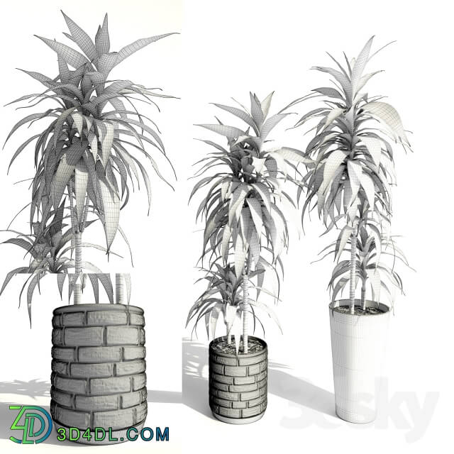 Plant - Dracaena deremensis warnakii ulysses