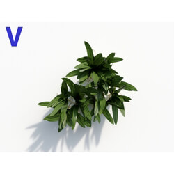 Maxtree-Plants Vol08 Orchid Oncidium Wine 04 