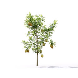 Maxtree-Plants Vol19 Citrus limon 01 04 