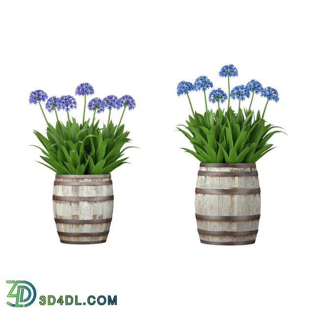 3dMentor HQFlowers3 Agapantus (02)