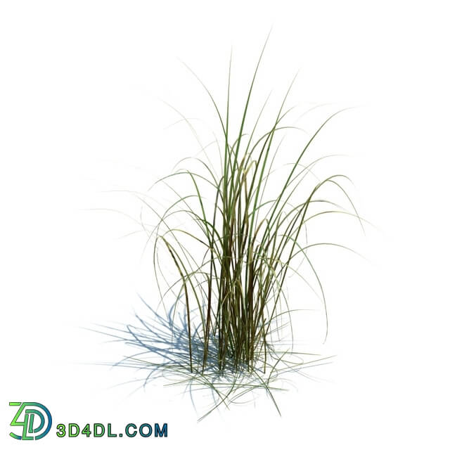 ArchModels Vol126 (064) Miscanthus giganteus v1