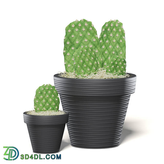 CGaxis Vol111 (05) cactuses in black pot