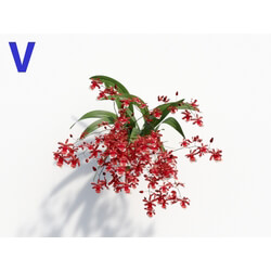 Maxtree-Plants Vol08 Orchid Oncidium Wine 05 