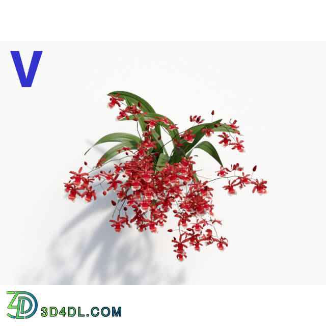 Maxtree-Plants Vol08 Orchid Oncidium Wine 05