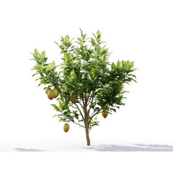 Maxtree-Plants Vol19 Citrus limon 01 05 