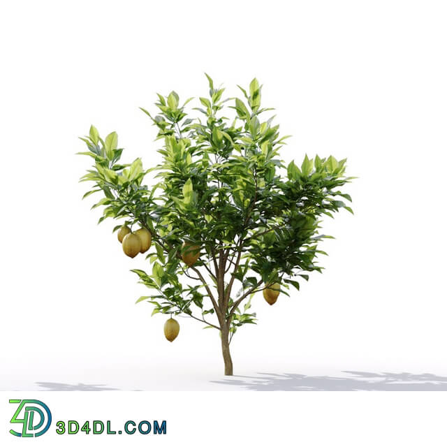 Maxtree-Plants Vol19 Citrus limon 01 05