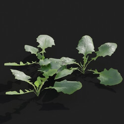 Maxtree-Plants Vol21 Lapsanastrum apogonoides 01 07 