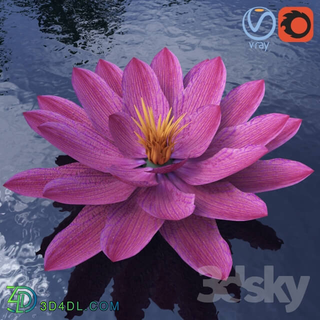 Plant - Water lily - Water lily