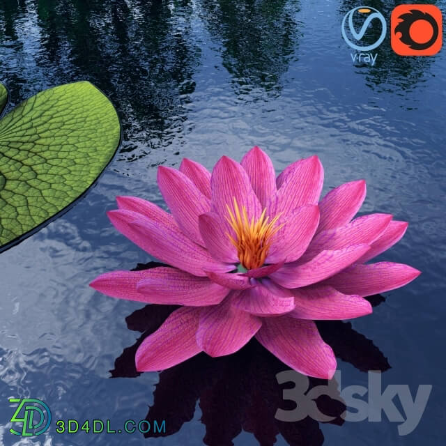 Plant - Water lily - Water lily
