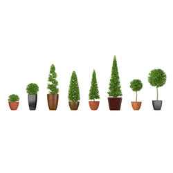 3dMentor HQFlowers3 buxus (01) 