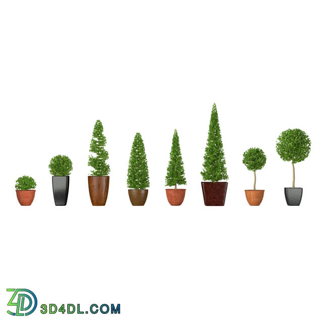 3dMentor HQFlowers3 buxus (01)