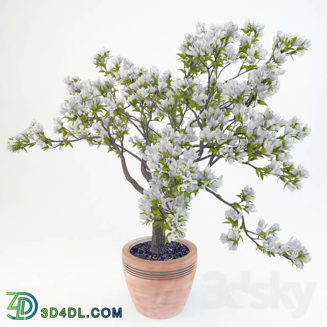Plant - Magnolia Soulangeana