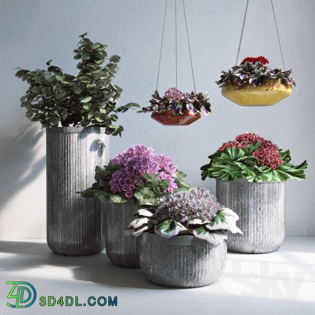 Plant - Pottery Barn_Planters