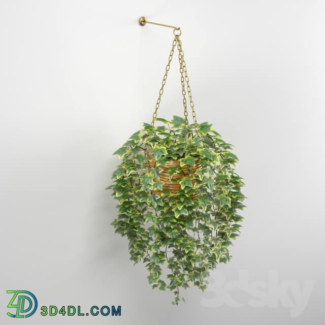 Plant - Ivy in pot
