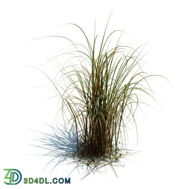 ArchModels Vol126 (065) Miscanthus giganteus v2