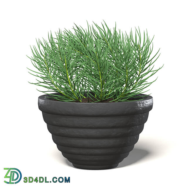 CGaxis Vol111 (06) plant in black pot