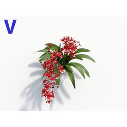 Maxtree-Plants Vol08 Orchid Oncidium Wine 06 