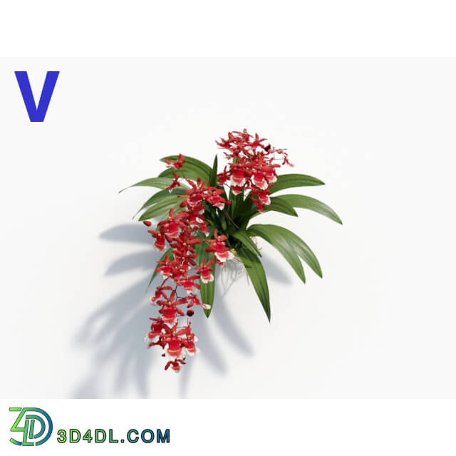 Maxtree-Plants Vol08 Orchid Oncidium Wine 06