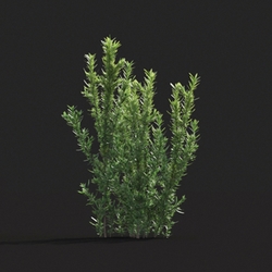 Maxtree-Plants Vol20 Lavandula stoechas 01 07 