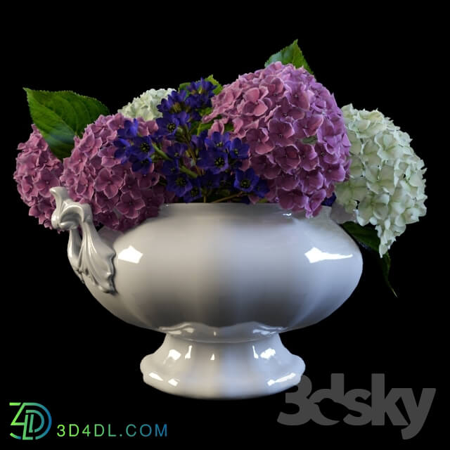 Plant - Hydrangea in a vase