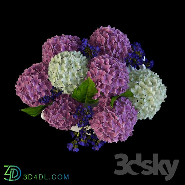 Plant - Hydrangea in a vase