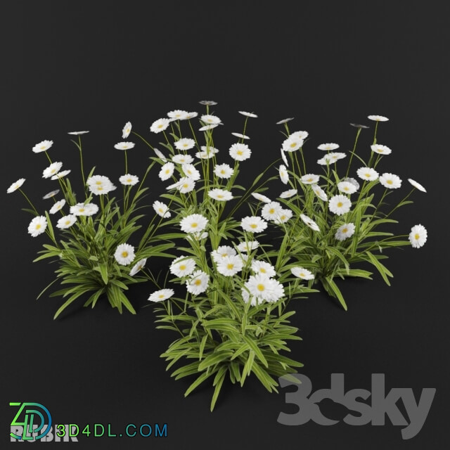 Plant - daisy _ daisies